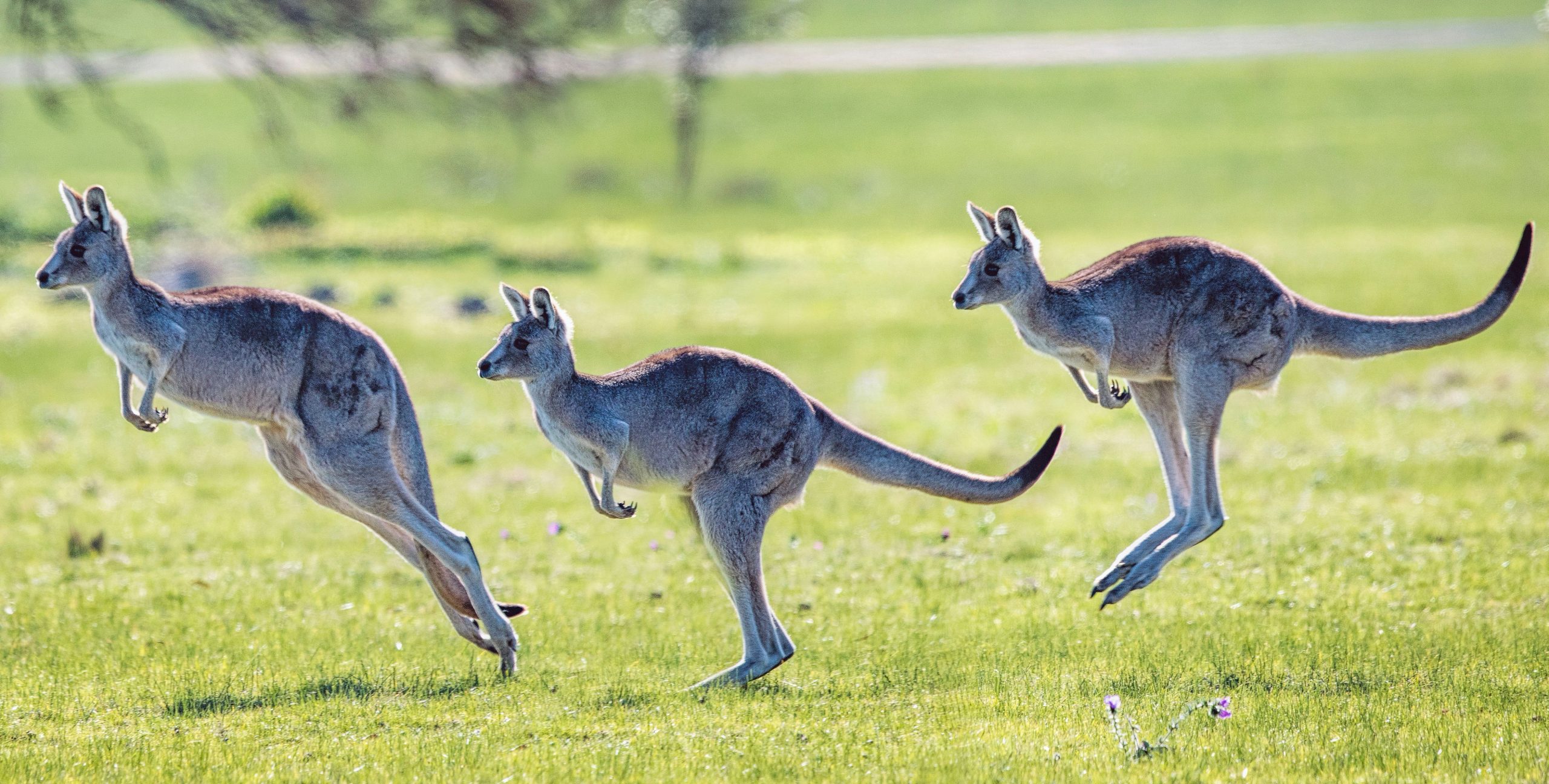 Have a great experience of watching Kangaroos in the wild